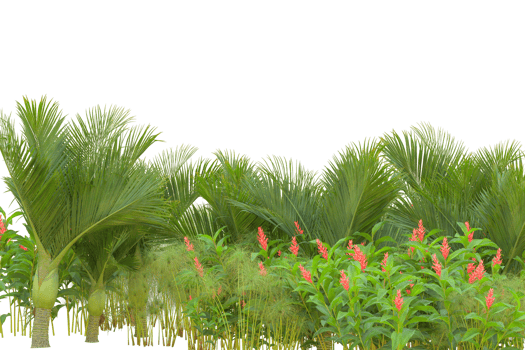 Tropical forest isolated on transparent background. 3d rendering - illustration png