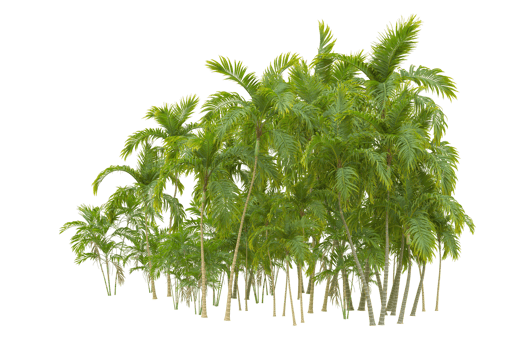 Tropical forest isolated on transparent background. 3d rendering - illustration png