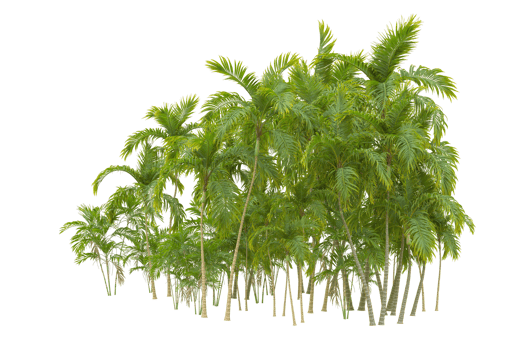 Tropical forest isolated on transparent background. 3d rendering - illustration png