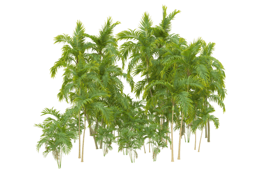 Tropical forest isolated on transparent background. 3d rendering - illustration png