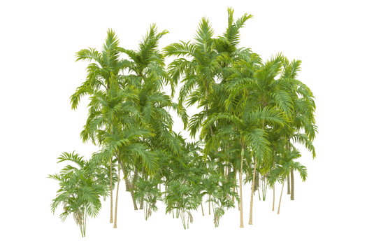 Tropical forest isolated on transparent background. 3d rendering - illustration png