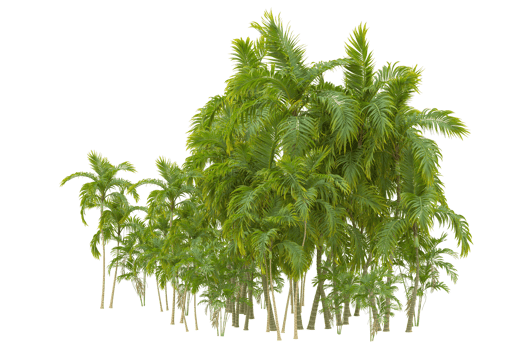 Tropical forest isolated on transparent background. 3d rendering - illustration png