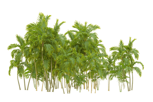 Tropical forest isolated on transparent background. 3d rendering - illustration png