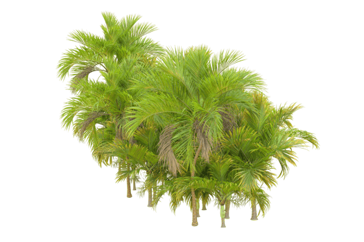 Tropical forest isolated on transparent background. 3d rendering - illustration png