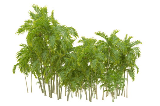 Tropical forest isolated on transparent background. 3d rendering - illustration png