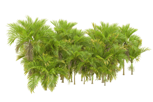 Tropical forest isolated on transparent background. 3d rendering - illustration png