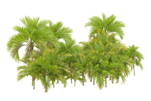 Tropical forest isolated on transparent background. 3d rendering - illustration png