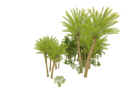 Tropical forest isolated on transparent background. 3d rendering - illustration png