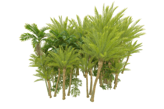 Tropical forest isolated on transparent background. 3d rendering - illustration png