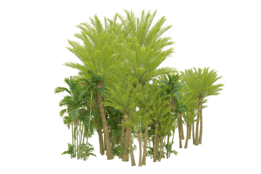 Tropical forest isolated on transparent background. 3d rendering - illustration png