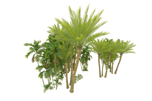 Tropical forest isolated on transparent background. 3d rendering - illustration png