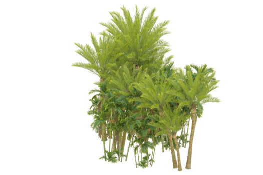 Tropical forest isolated on transparent background. 3d rendering - illustration png