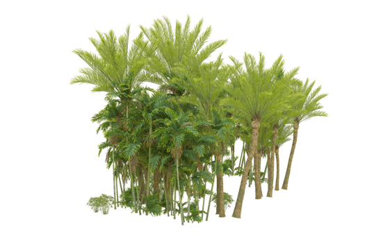 Tropical forest isolated on transparent background. 3d rendering - illustration png