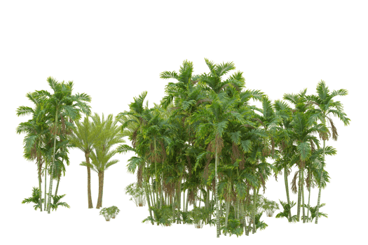 Realistic forest isolated on transparent background. 3d rendering - illustration png