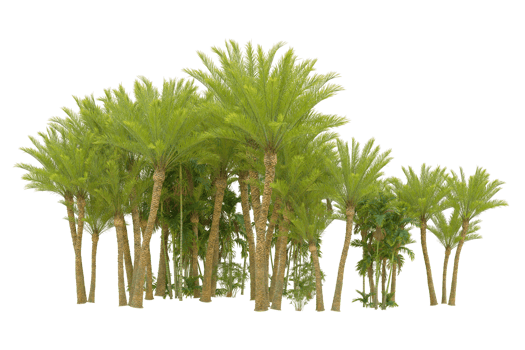 Realistic forest isolated on transparent background. 3d rendering - illustration png