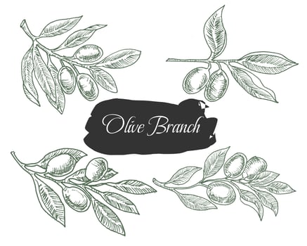 Hand Drawn Olive Branch and Leaves vector