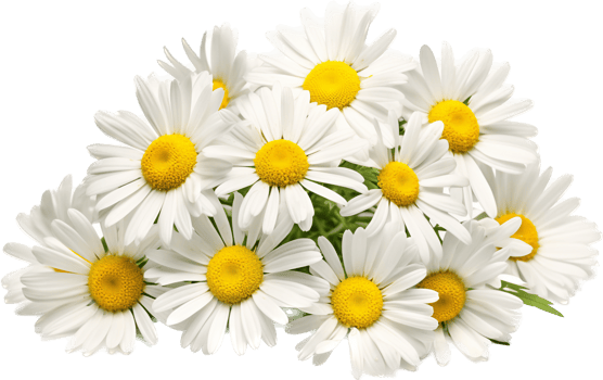 Chamomile png with AI generated.