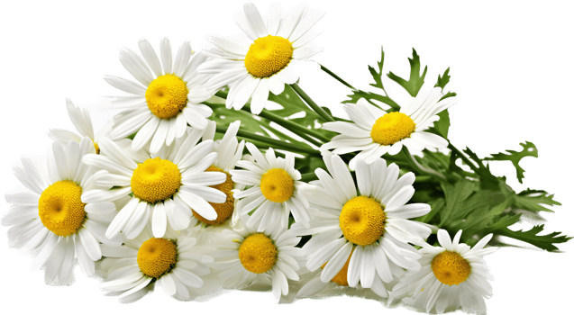 Chamomile png with AI generated.