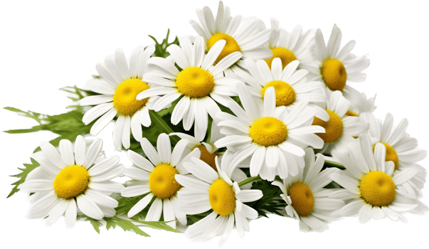 Chamomile png with AI generated.