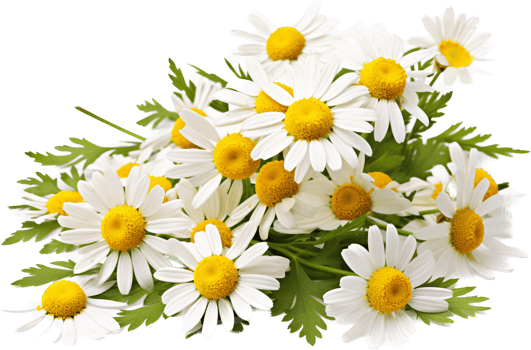 Chamomile png with AI generated.