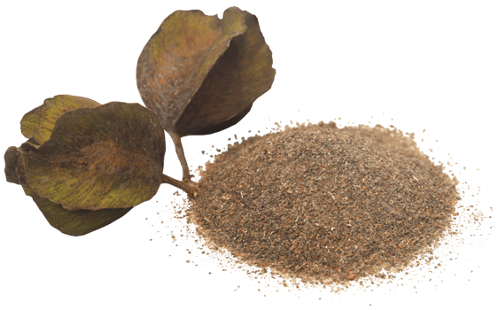 Ayurvedic arjun fruit with ground powder png