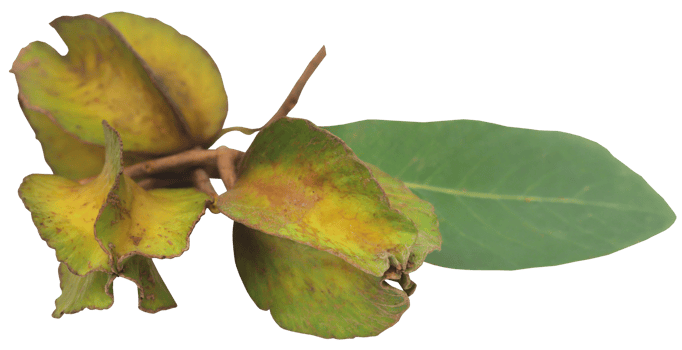 Ayurvedic arjun fruit png