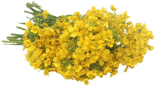Closeup of mustard flower png