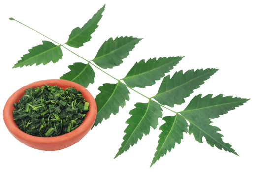 Medicinal neem leaves png