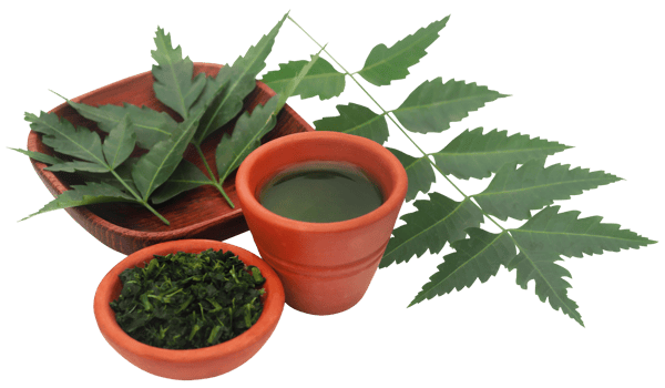 Medicinal neem leaves with extract png