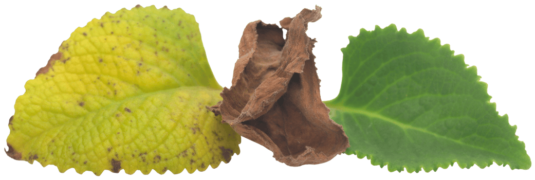 Oregano leaves isolated png
