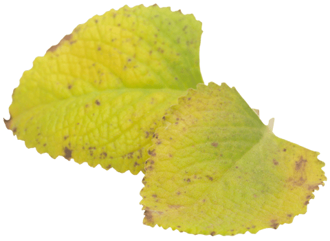Oregano leaves isolated png
