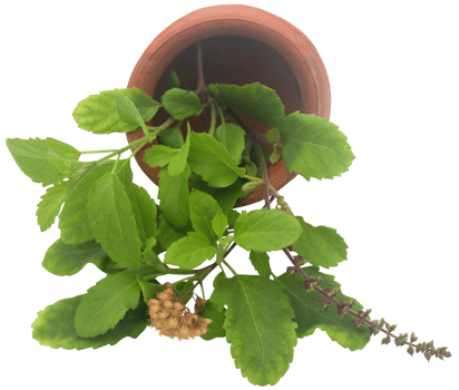 Medicinal tulsi leaves png