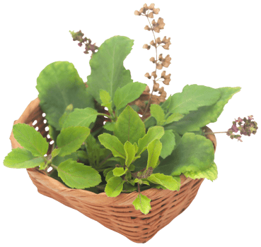 Medicinal tulsi leaves png