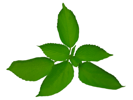 Jungle leaves isolated on transparent background png