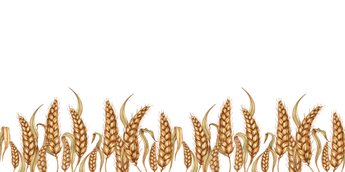 Watercolor illustration pattern of ripe wheat cob, dried stalk, grain, isolated. Rye cob, handmade oatmeal. Design element for advertising, beer festival, packaging, label, bakery png