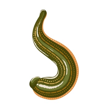 Vector illustration, Hirudo medicinalis leech, isolated on white background.