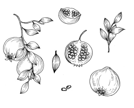 Hand Drawn Pomegranate Fruit Illustration vector