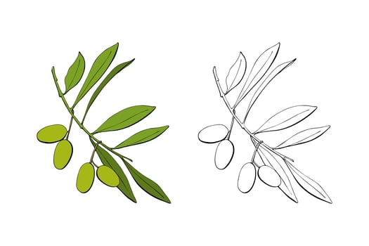 Olive branch with green fruits berries, hand drawn contour vector illustration.