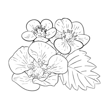 Vector set of hand drawn strawberry flowers. Isolated flowers and leaves on white background. Vector, line illustration. Print for fabric, packaging, label, poster, print. Collection of sketches for.
