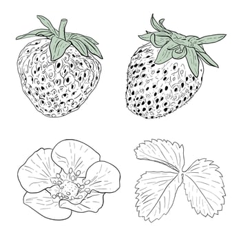 Vector Set of strawberries hand drawn. Isolated berries, branches, flowers and leaves on white background. Vector, line illustration. Print for fabric, packaging, label, poster, print. Collection of