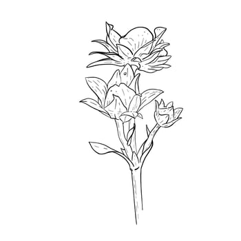Vector floral elements of strawberry flowers and leaves. Hand drawn sketch of flowering strawberry plant.