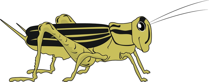 The light green cricket looked rather realistic vector