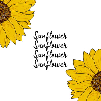 Realistic sunflower design vector