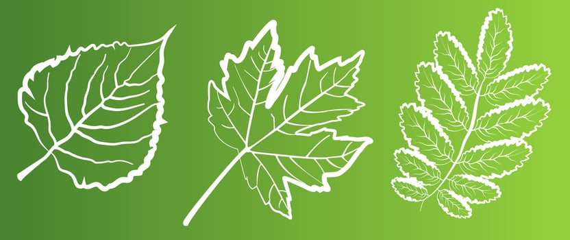 A set of leaves on a green background, for logos, icons, designs, for the symbolism of the green planet vector