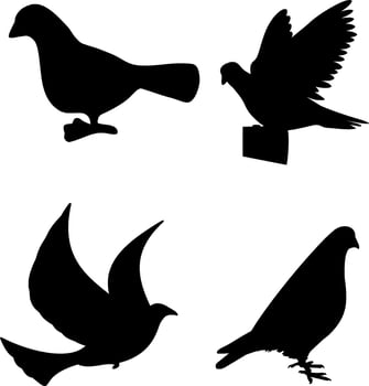 Pigeon Silhouette Vector on white background