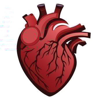 Example of the human heart Medical learning media vector