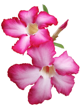 Adeniums flower , The Desert Rose flower , flower png
