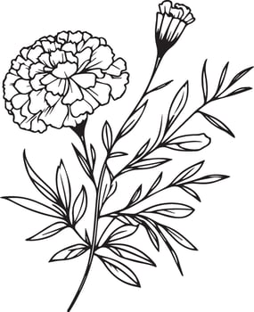 hand-drawn botanical spring elements natural collection marigold line art for coloring page, Realistic flower coloring pages, marigold flower outline, marigold black tattoo vector