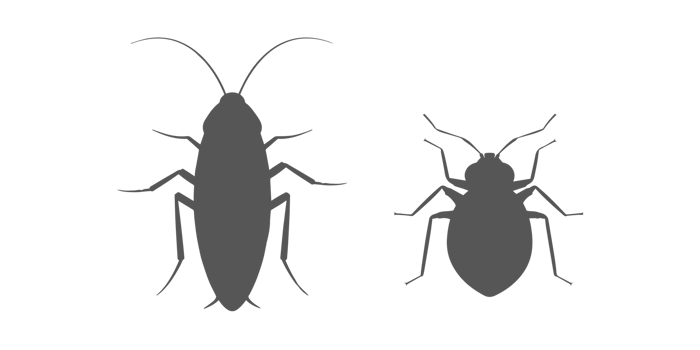 cockroach bug and bedbug png