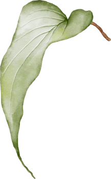 Lilac leaf element with watercolor png